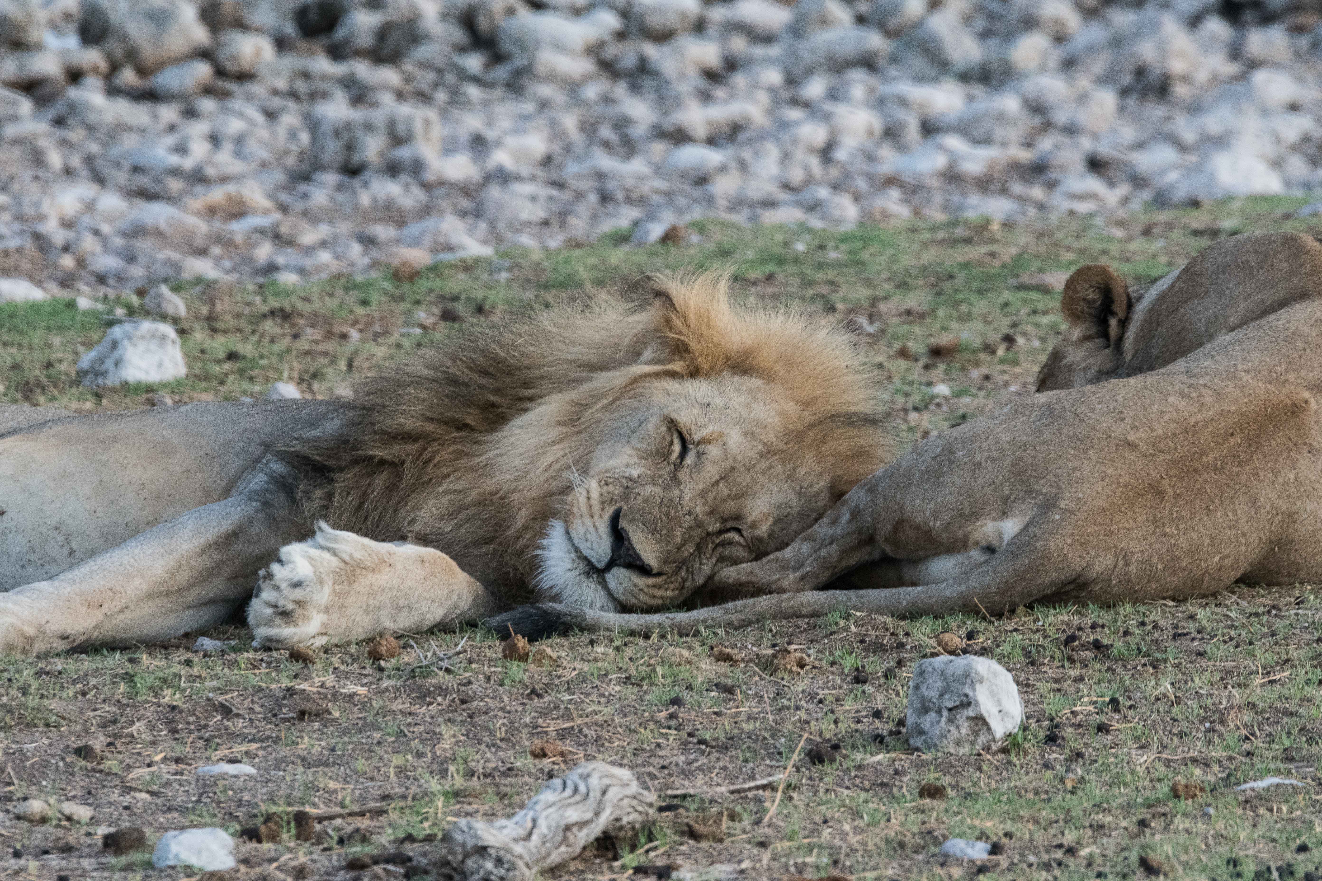 Lions (Panthera Leo), mâle et femelle dormant prés d'un point d'eau, Namutoni, Parc National d'Etosha, Namibie.